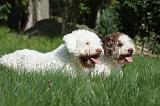 LAGOTTO 006